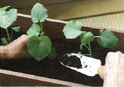 阳台黄秋葵的种植方法 黄秋葵阳台可种植