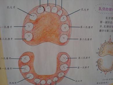 幼儿园大班教案：白白的牙齿