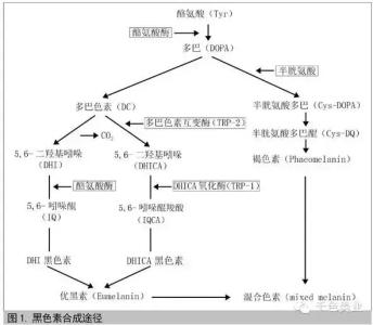 美白针的成份 化妆品中的美白成份有哪些