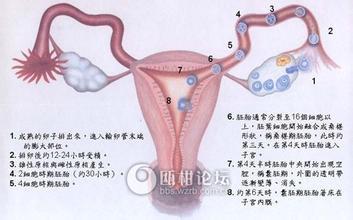 卵子排出体外是什么样 卵子能存活多久