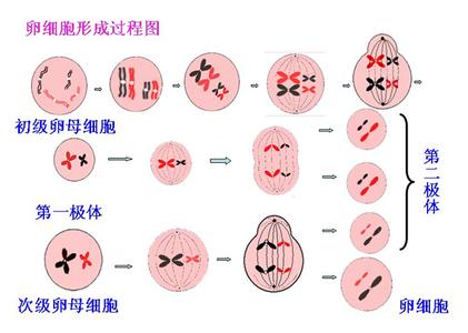 孕前知识：卵子从卵巢的哪边排出