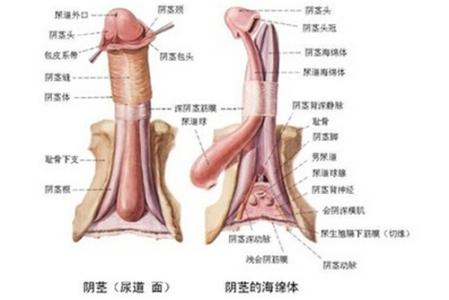 北京生二胎必须结扎吗 生二胎后必须结扎吗