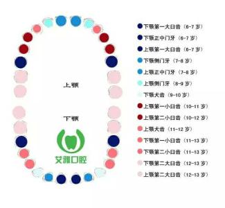 小儿的牙齿换牙顺序图 儿童换牙的顺序图