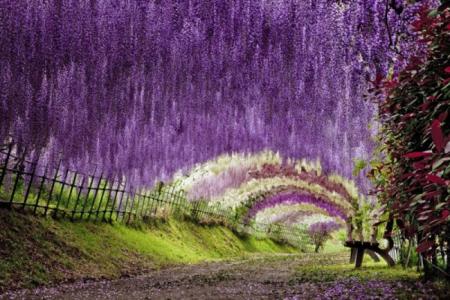 世界风情：紫滕花隧道