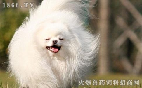 博美犬脱毛什么样子 博美犬脱毛怎么办