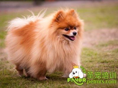 博美犬感冒了怎么办 博美犬瘦了怎么办