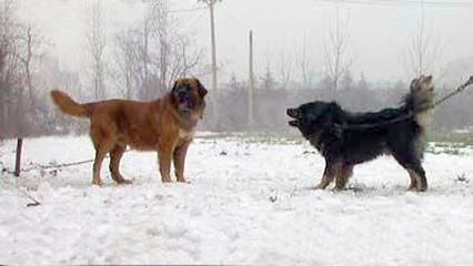 高加索犬vs藏獒 高加索犬与藏獒的性情及缺点