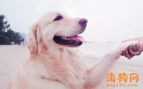 金毛犬温顺吗 怎么调教出温顺的金毛犬