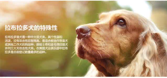 智商高的大型犬 大型犬长不高是怎么回事