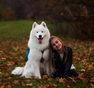 家庭养什么宠物狗好 适合家庭养的宠物狗-----萨摩耶犬