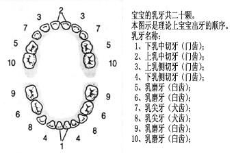 换牙时间表 狗狗一生牙齿生长和换牙时间表