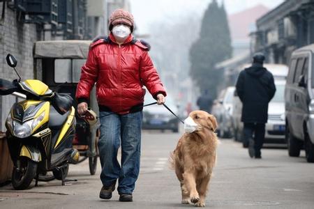 狗狗乱叫戴口罩有用吗 让狗狗散步要不要戴口罩