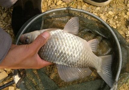 夏天野钓鲫鱼饵料配方 夏天野钓鲫鱼用哪种诱饵好