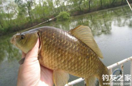 垂钓大鲫鱼技巧 春末夏初垂钓鲫鱼的技巧大全