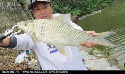 垂钓鲮鱼 野鲮鱼浮钓垂钓方法