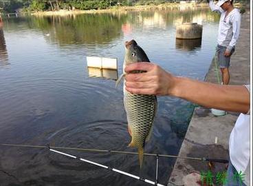 大鱼的鱼塘 夏季鱼塘钓大鱼的技巧