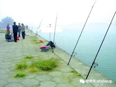 野钓可以用散炮钓法 夏季野钓选时选位钓法钓组是关键