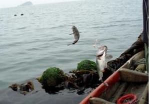 浅谈钓鱼船选择 论坛 浅谈船钓五技