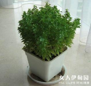 驱蚊草怎么种植 驱蚊草怎么养