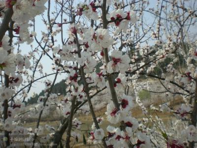 梨花和桃花几月份开 桃花梨花什么时候开花