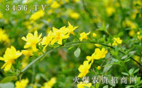 迎春花在什么季节开放 迎春花在什么季节开花