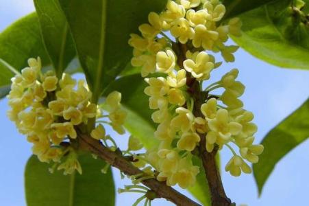 迎春花什么季节开花的 桂花什么季节开花的