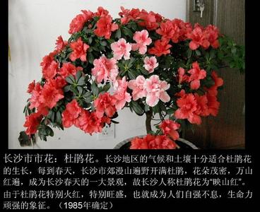 中国城市市花大全 中国城市市花大全(3)