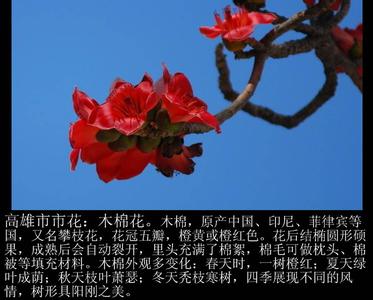 中国城市市花大全 中国城市市花大全(2)