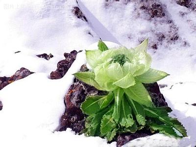 雪莲花介绍 冰山奇花--雪莲花的介绍