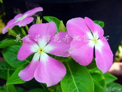 长春花的形状介绍 长春花的介绍