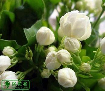 山茶花的栽培方法 茉莉花栽培技术