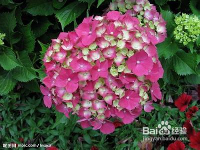 鲜切花保鲜技术 八仙花切花保鲜技术