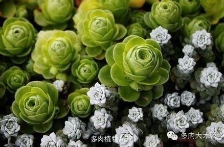 突发事件的概念和种类 植物的概念、种类及特点