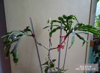 芽接方法 秋季花木进行芽接及管理的方法