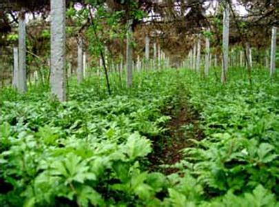 黄连要种植多少年 黄连种植技术