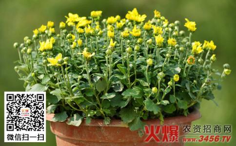 盆栽菊花的养殖方法 菊花的5大养殖方法