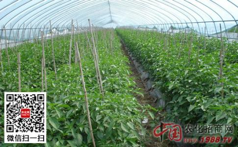 种蔬菜用什么肥料 冬季蔬菜肥料施用需四留意