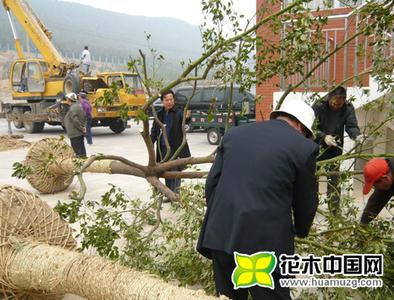 花木移栽 花木移栽有四要