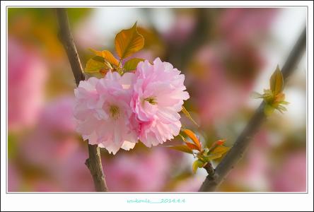 樱花的诗句 樱花的花语是什么