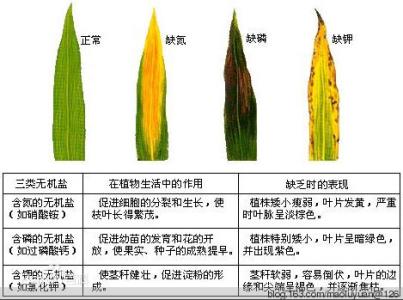 影响聚磷菌的生长因素 氮、磷、钾三种元素对植物生长的作用