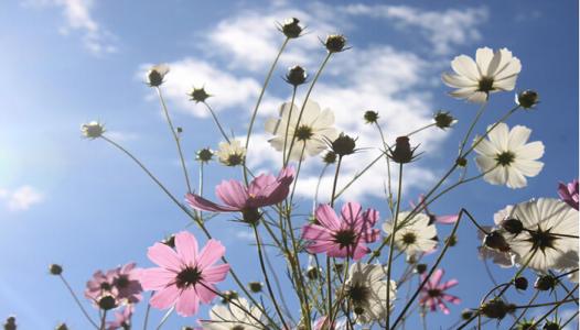 格桑花花语是什么意思 格桑花的花语是什么