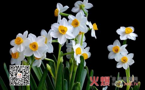 梅花的花语是什么 水仙花的花语是什么