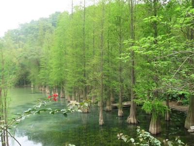 水杉是裸子植物吗 水杉是什么植物