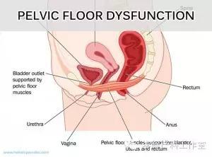 产后盆底肌恢复 产后阴道及盆底组织如何恢复?