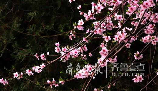 唯美的句子：人间四月芳菲尽，山上桃花始盛开