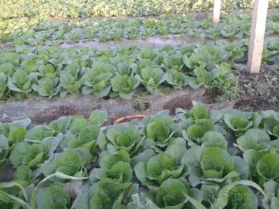 尽荠麦青青 田野里的青青荠麦