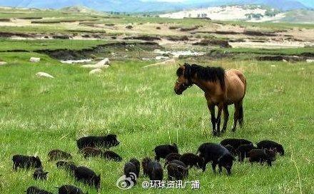 野猪马与猎人的寓意 猎人，马，还有野猪之间的故事