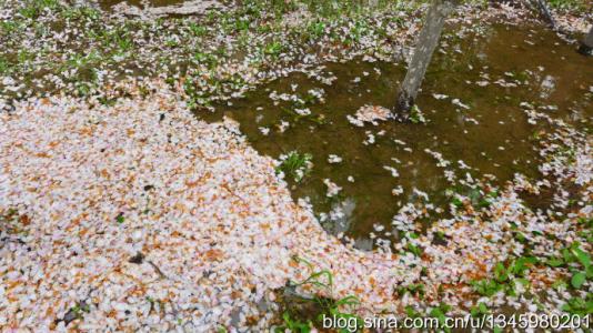 花开花落 花开 花落 几多愁