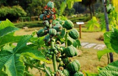 台湾农业观光园 台湾桃园昆仑药用植物观光园介绍