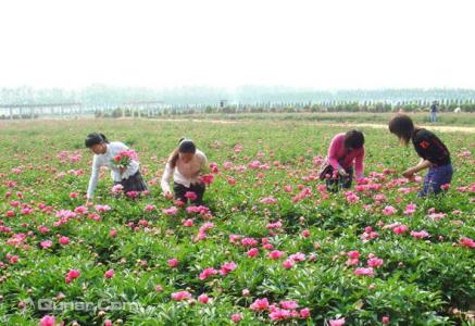 台湾农业观光园 台湾桃园昆仑药用植物观光园